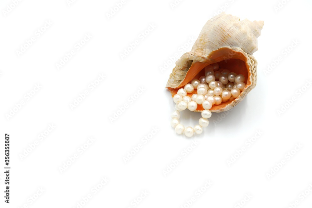sea shells isolated on white