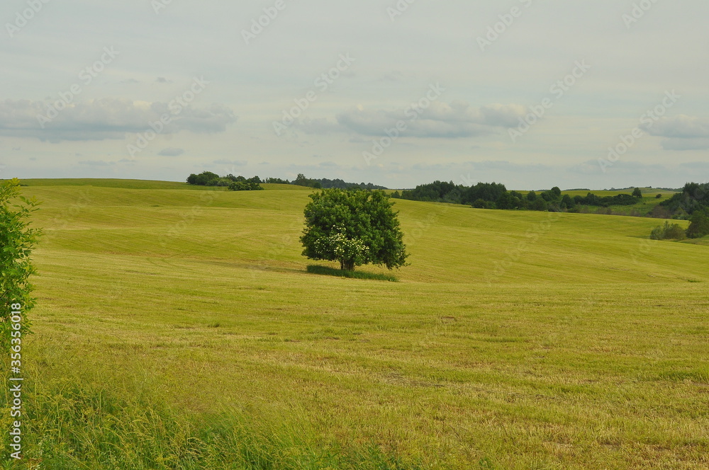 Drzewo na polu