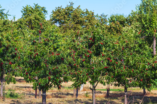 Leckere frische rote reife Kirschen am Baum in einem Obstgarten