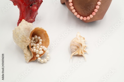 set of seashells