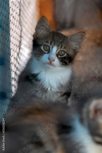 Photography Cats in animal shelter
