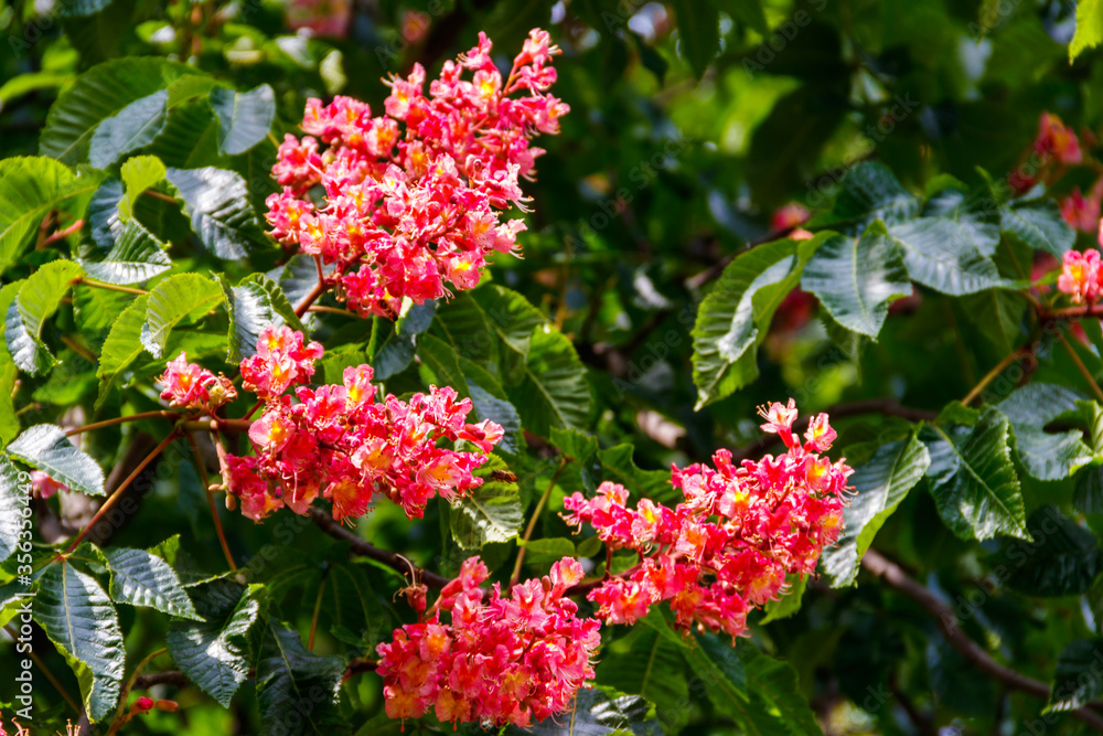 Blooming red horse-chestnut (Aesculus × carnea) at spring Blooming red horse-chestnut (Aesculus × carnea) at spring