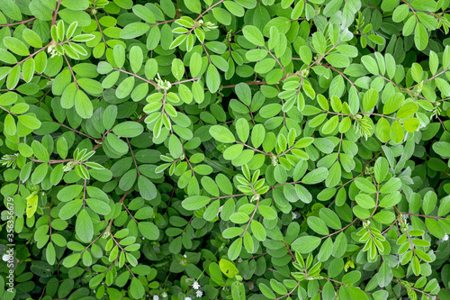 Closeup of small green leaves background