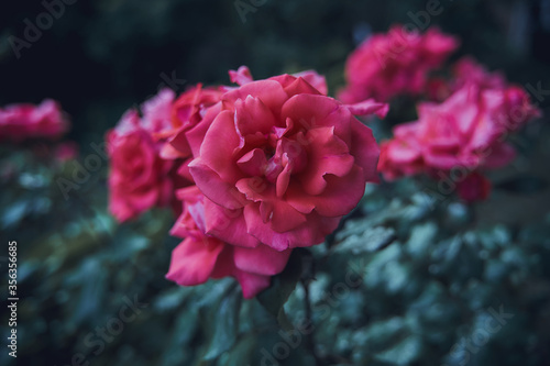 Red roses in a garden 