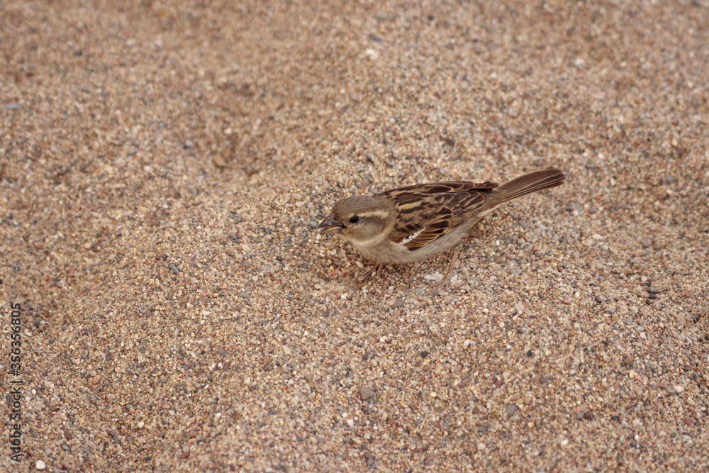 view of a little sparrow view of a little sparrow