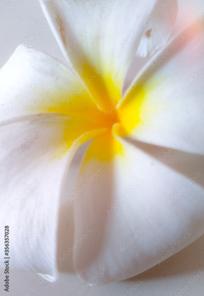 Obraz premium white lily flower