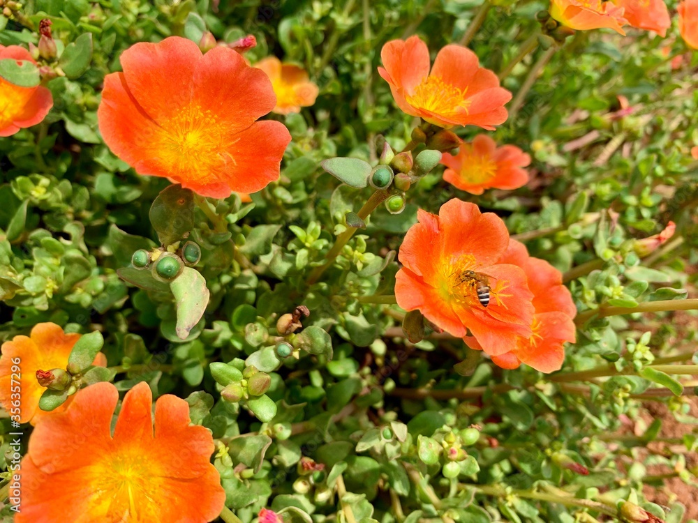 Blooming Moss Rose in orange with a bee. Blooming Moss Rose in orange with a bee.