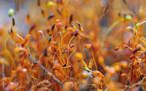 the fabulous beauty of mushrooms and forest moss close-up © Igo_Rys