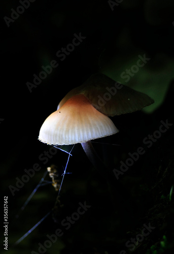 the fabulous beauty of mushrooms and forest moss close-up