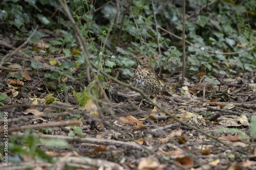 Song Thrush  Turdus philomelos  standing on the canopy floor