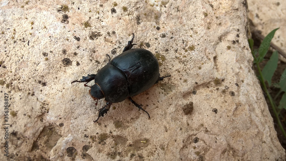 beetle on the stone