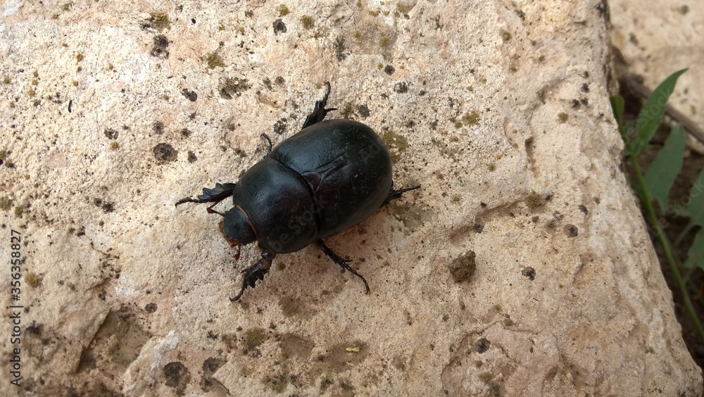 beetle on the stone beetle on the stone