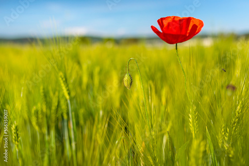 Undeveloped common poppy growing in a wheat field  in the background a poppy flower and field.