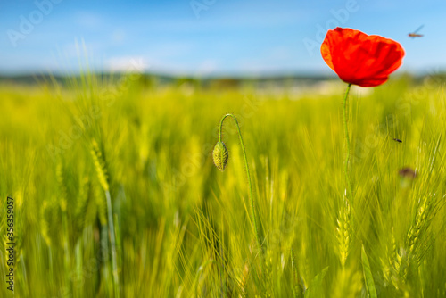 Undeveloped common poppy growing in a wheat field  in the background a poppy flower and field.