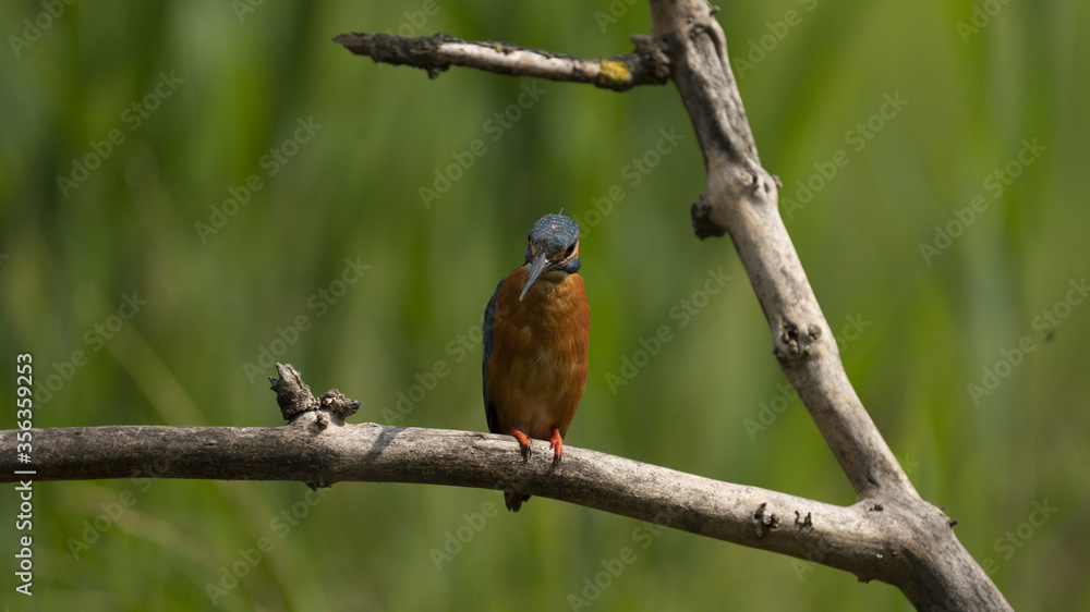 Fototapeta premium Martin Pescatore