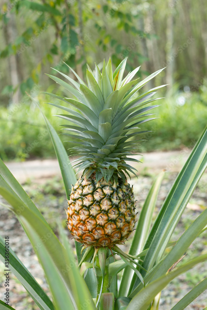 The yellow color of the pineapple fruit that is almost ripe. The yellow color of the pineapple fruit that is almost ripe.