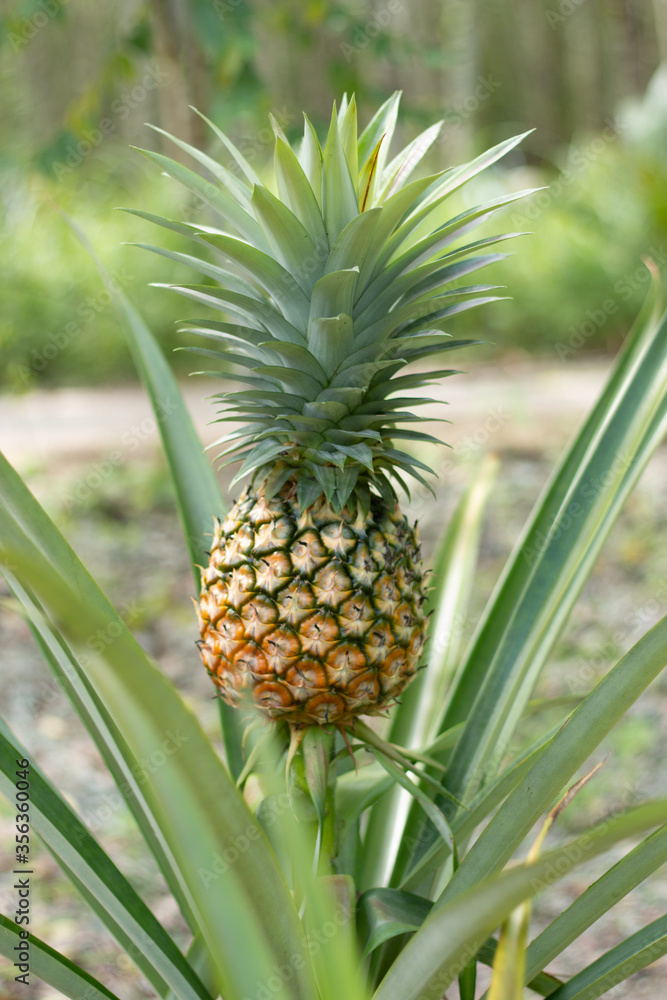 The yellow color of the pineapple fruit that is almost ripe. The yellow color of the pineapple fruit that is almost ripe.