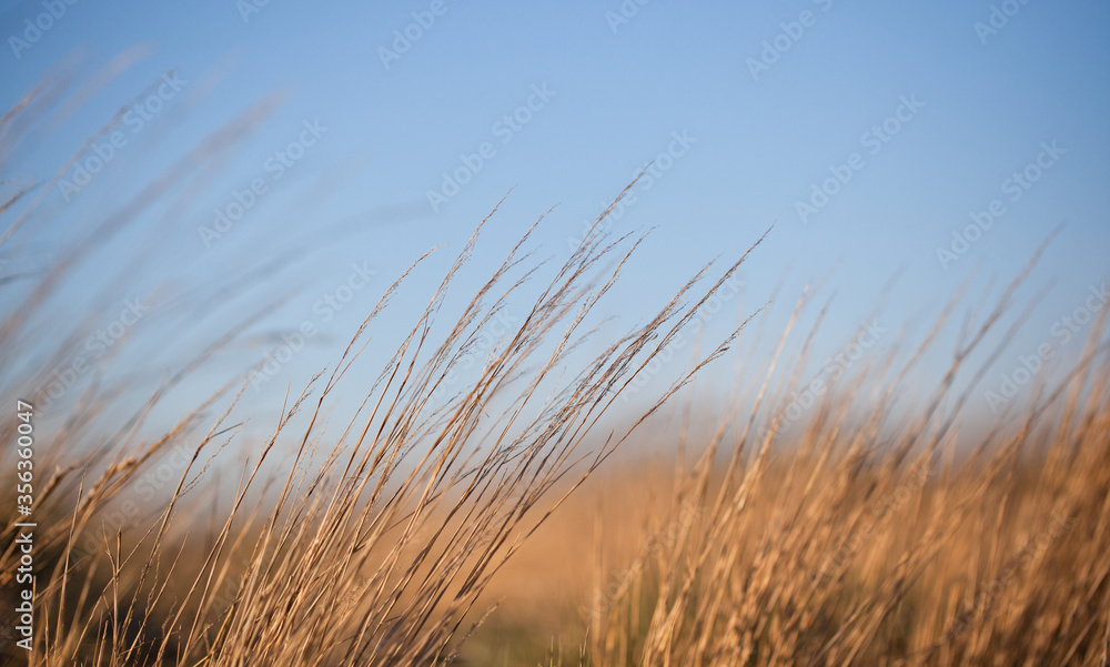 Obraz premium Sucha trawa na tle nieba, zbliżenie.