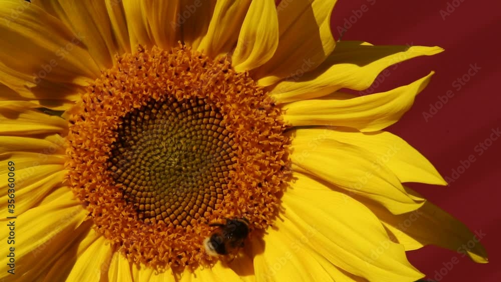 Bumblebee collects nectar on a flower of a sunflower. Bright yellow sunflower flower Bumblebee collects nectar on a flower of a sunflower. Bright yellow sunflower flower