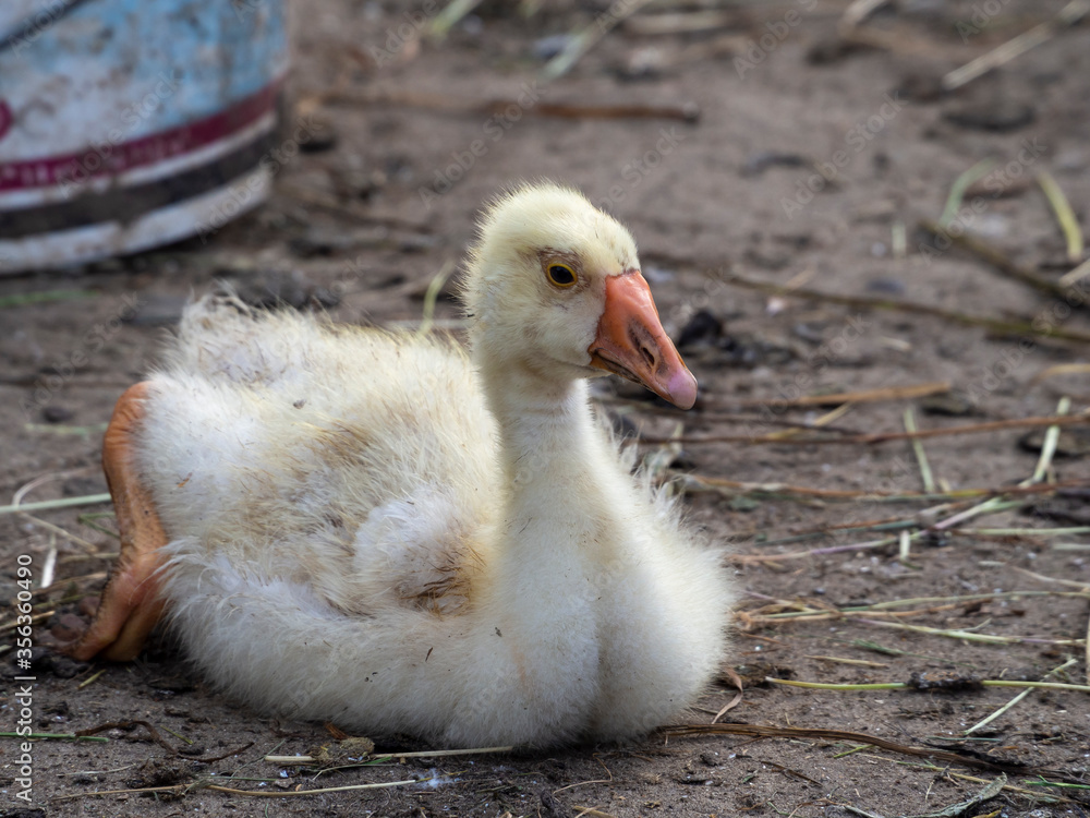 Yellow duck sitting on the ground and resting
Yellow duck sitting on the ground and resting