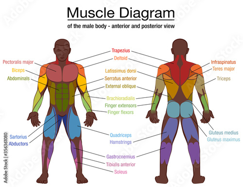 Muscle diagram, most important muscles of an athletic black man, anterior and posterior view, male body. Labeled vector illustration chart on white background.

