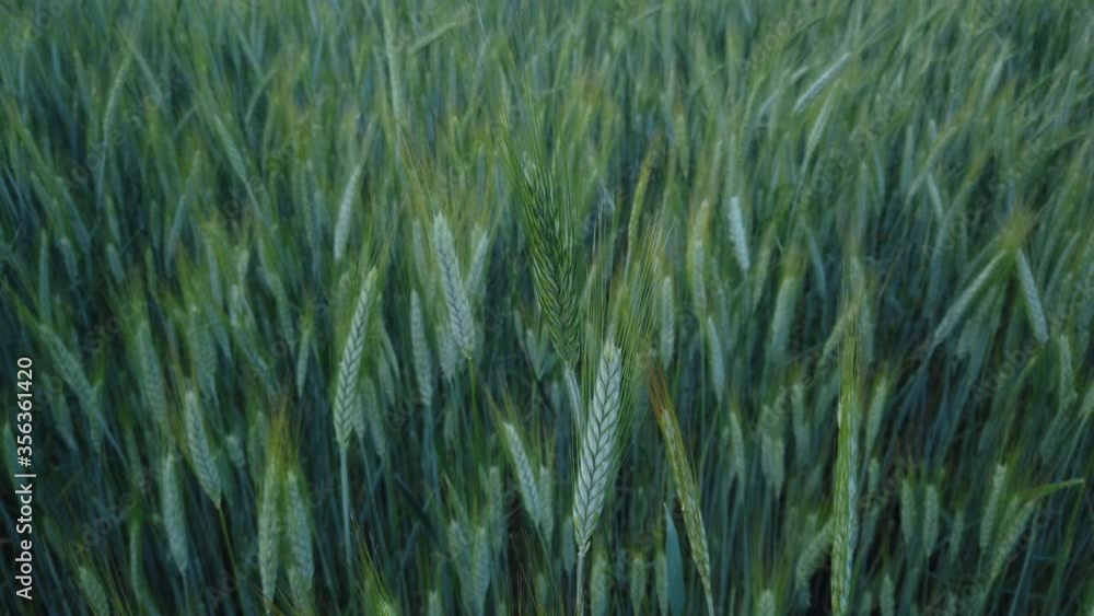Green wheat field detail on sunny day. Macro video of green wheat. Green wheat field detail on sunny day. Macro video of green wheat.