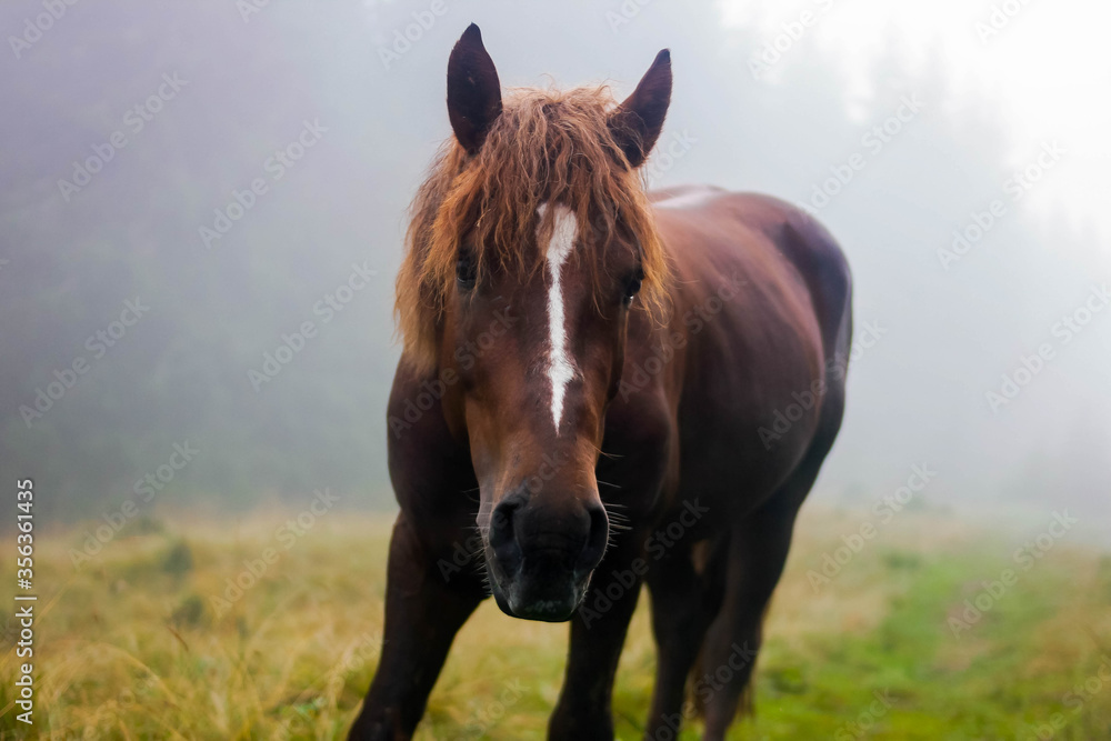 Obraz premium Horse in mist high in the mountains, animal close-up, hoofed