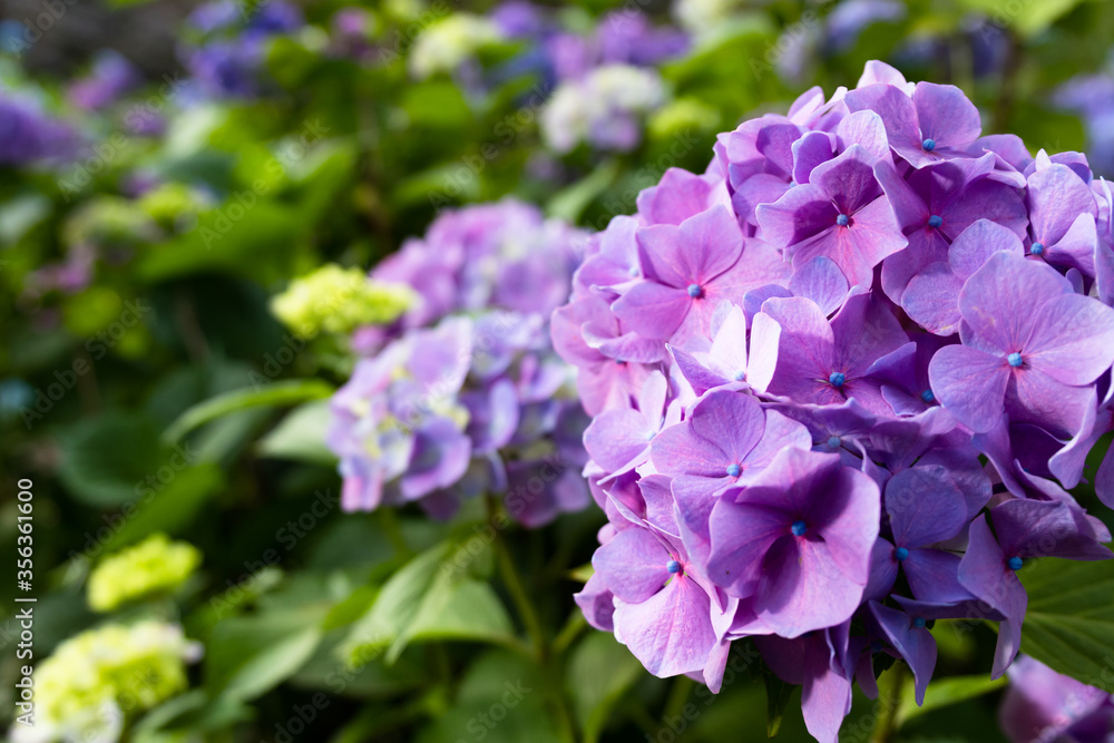 Purple Hydrangea flower blooming in spring and summer in a garden. Beautiful bush of hortensia flowers Purple Hydrangea flower blooming in spring and summer in a garden. Beautiful bush of hortensia flowers