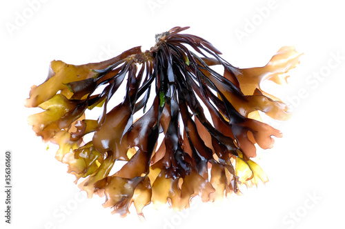 Fotografia edible seaweed on white background