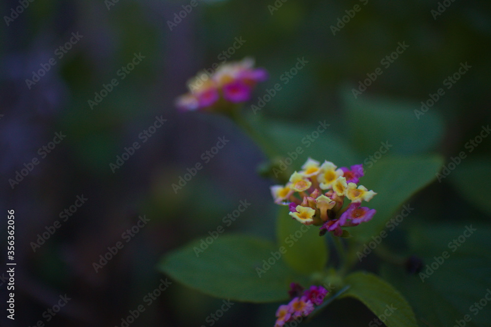 Flower Drip Flower Drip