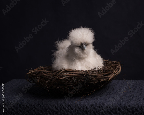 Studio portrait of white chicken in basket photo