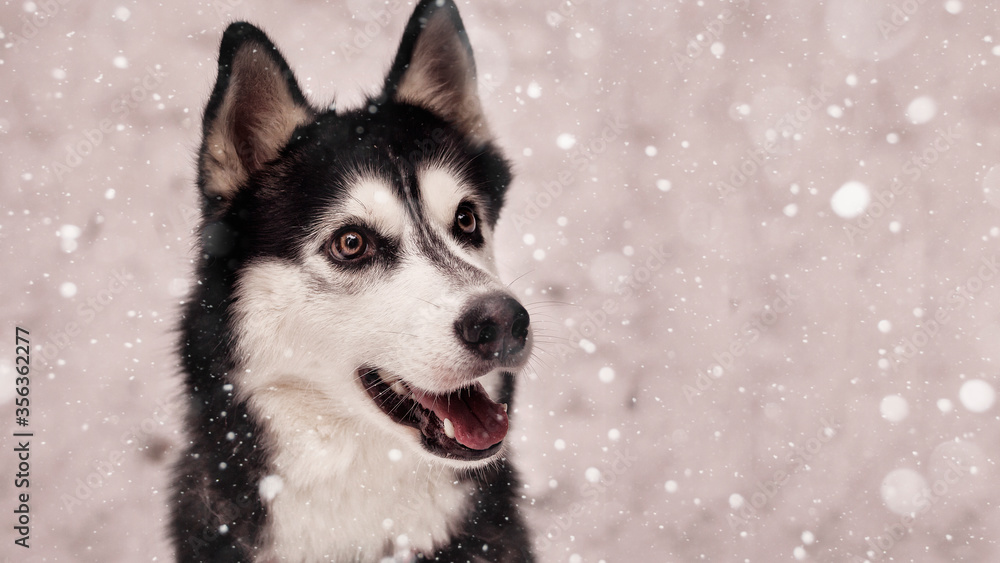 Siberian husky dog black and white color in winter in snowfall.
