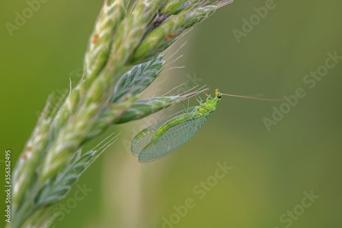 Wallpaper Mural Florfliege Torontodigital.ca