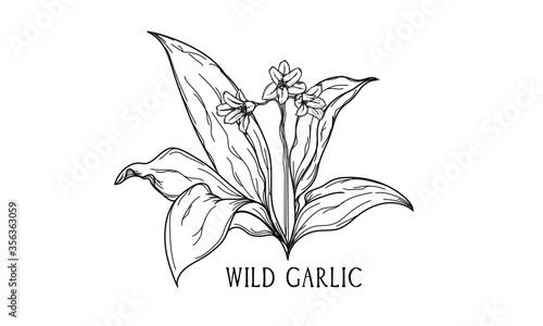 Εκτύπωση καμβά Hand drawn botanical vector art of wild garlic