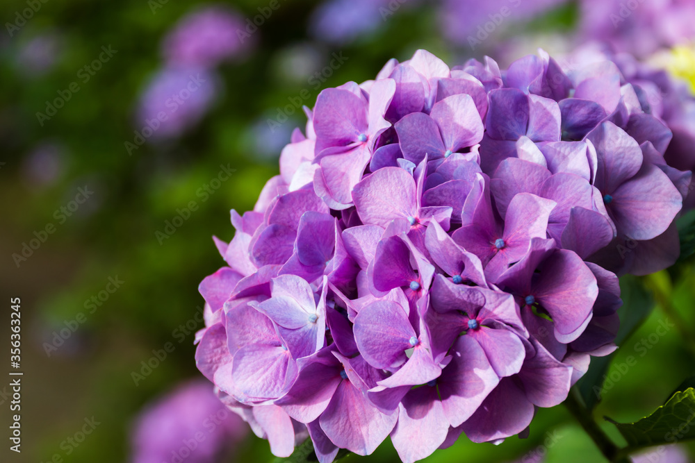 Pink Hydrangea flower blooming in spring and summer in a garden. Beautiful bush of hortensia flowers Pink Hydrangea flower blooming in spring and summer in a garden. Beautiful bush of hortensia flowers