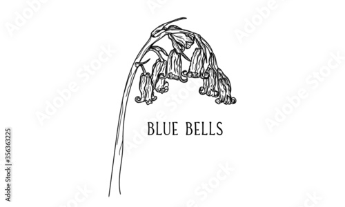 Hand drawn botanical vector art of bluebells