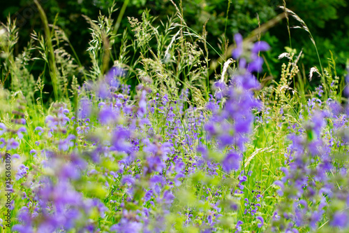 Blurry purple flowers of sage growing in the grass with selective focus, Salvia or Salbei