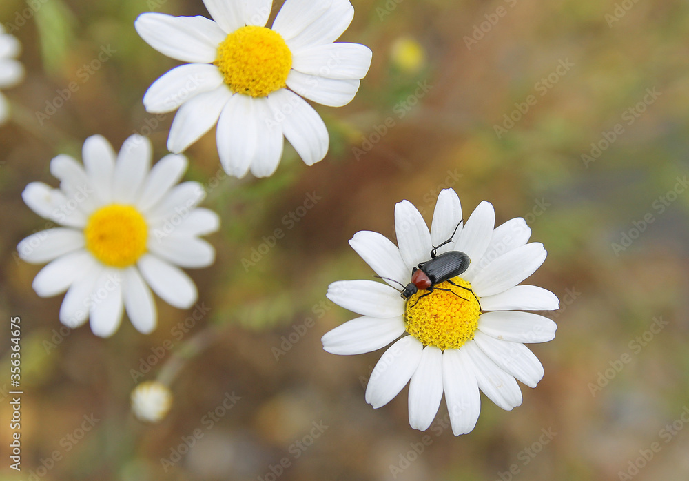 Fototapeta premium Heliotaurus ruficollis is a polyphagous diurnal beetle of the family Tenebrionidae very common in the western Mediterranean region. Known as the Sun Bull, it plays a role in pollinating the flowers.