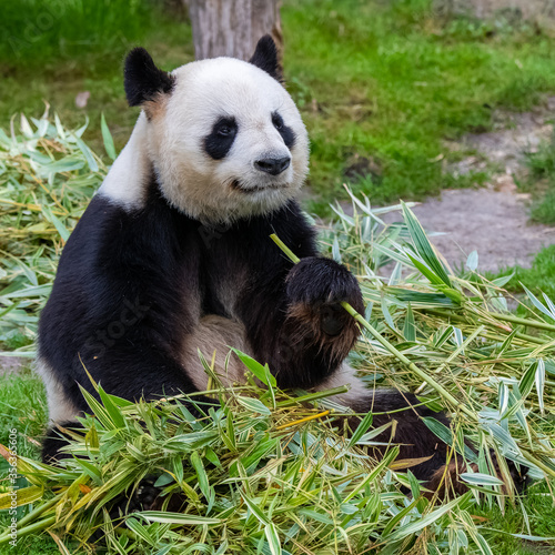 Young giant panda eating bamboo in the grass  portrait 