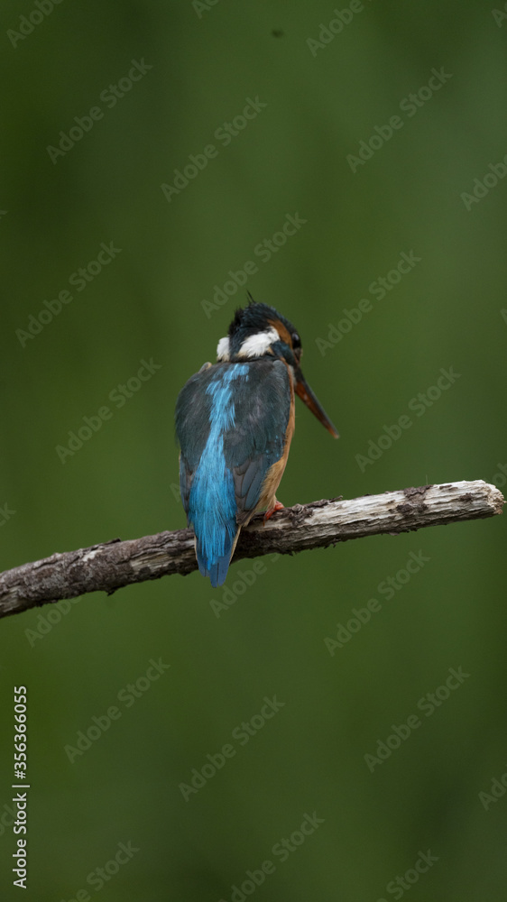 Fototapeta premium Martin Pescatore