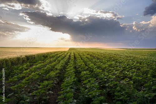 Open young sunflowers field at sunset.