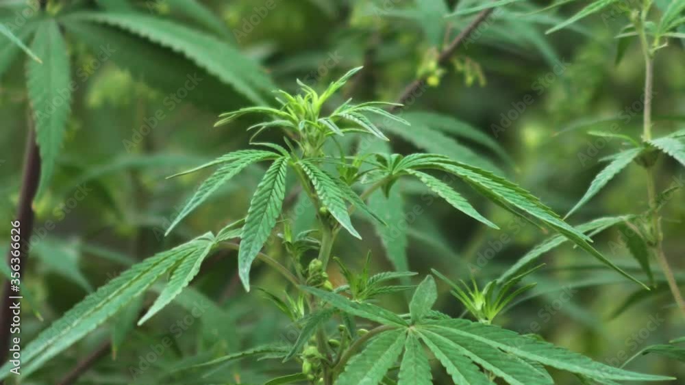 Lush green leaves of Cannabis Marijuana plant swaying with the wind. Lush green leaves of Cannabis Marijuana plant swaying with the wind.