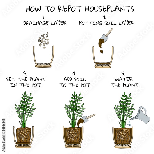 Transplanting potted flower steps. Vector instruction. How to repot a zamioculcas plant. Hand drawn colored scheme illustration. Gardening concept. Flower pot, drainage, potting soil, watering. photo