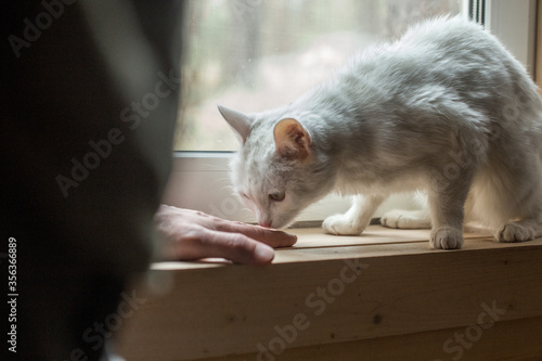 Sick old cat under care. Pet on the window with a human hand. Elderly cat who is very tired. Image with selective focus and noise effect .