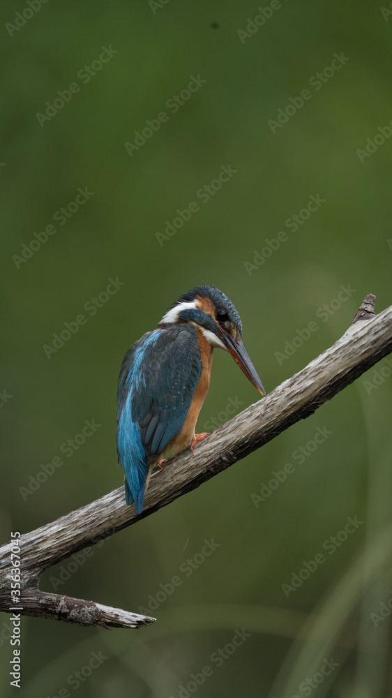 Fototapeta premium Martin Pescatore