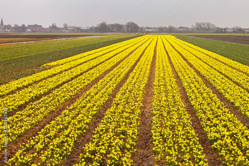 Netherlands. Traditional Dutch floriculture. Top view on the well-groomed fields of yellow daffodils on a spring day