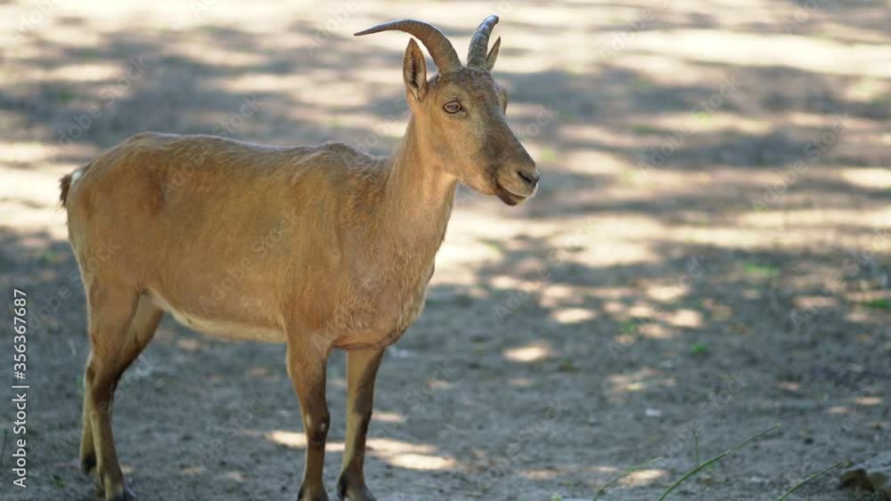 Dagestan Tur. cloven-hoofed animals in zoo. observation of wild animals. Dagestan Tur. cloven-hoofed animals in zoo. observation of wild animals.