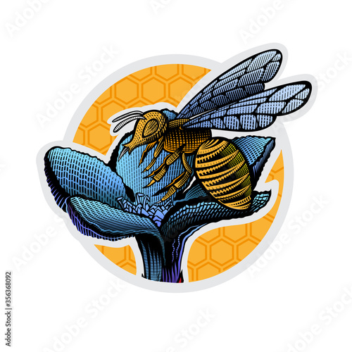 Bee on flower in engraving style on honeycombs. Color illustrationeps photo