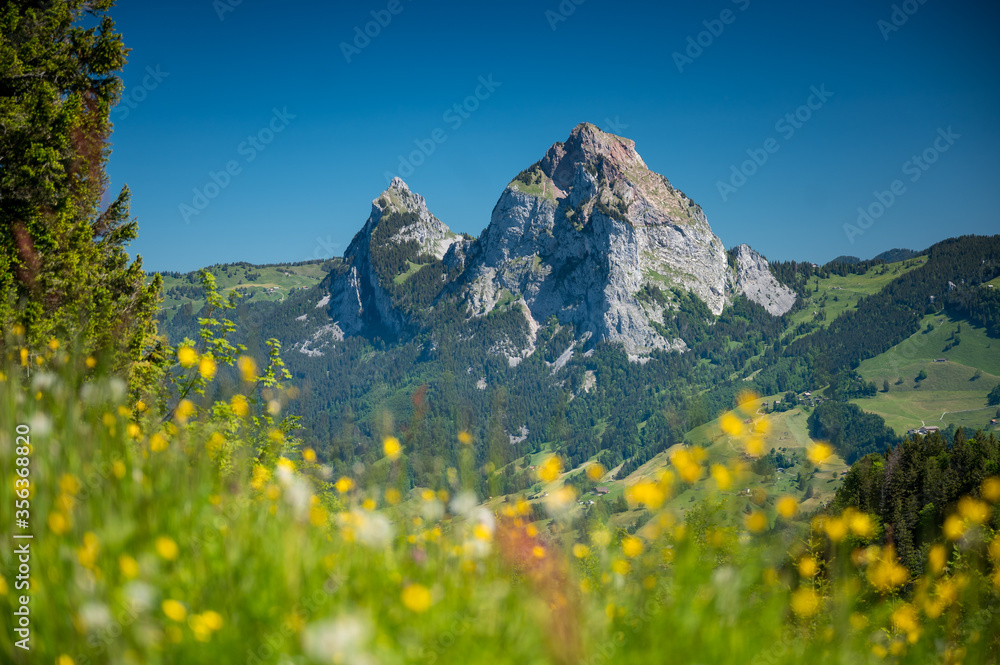 Aussicht auf den Grosse Mythen in der Zentralschweiz im Sommer mit Wildblumen