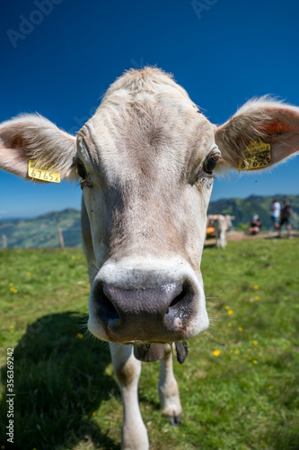 Nahaufnahme von Rind auf Schweizer Alpwiese in der Zentralschweiz
